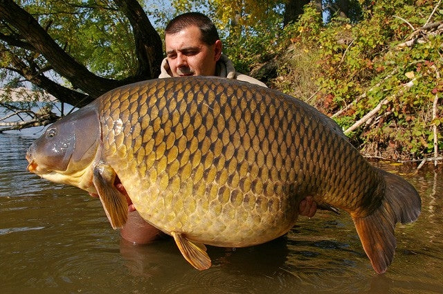 Chargez l'image dans la visionneuse de la galerie, Bouillette Ib Carptrack Big Fish