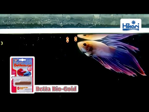 Laden und spielen Sie Video in Galerie -Viewer, Hikari Betta Bio-Gold - Mangime Premium per Betta