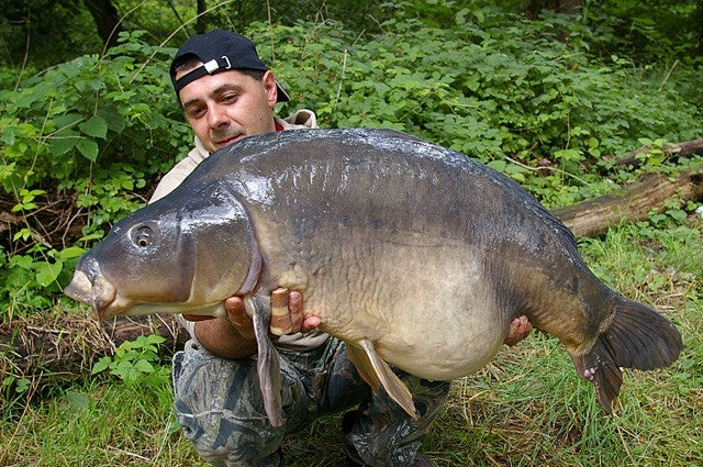 Laden Sie das Bild in Galerie -Viewer, Ib Carptrack Banana Boilie
