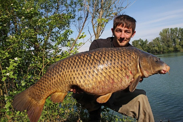 Laden Sie das Bild in Galerie -Viewer, Ib Carptrack Birdfood Banana Mix
