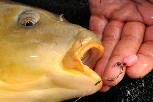 Korda Pop Up Maize