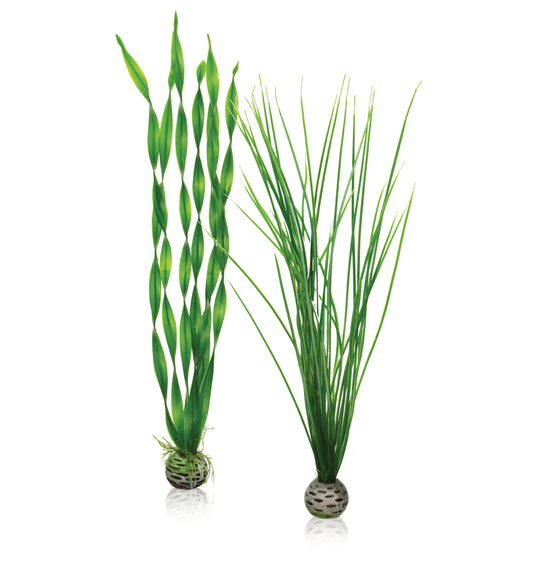 Kit de Plantes BiOrb L Vertes