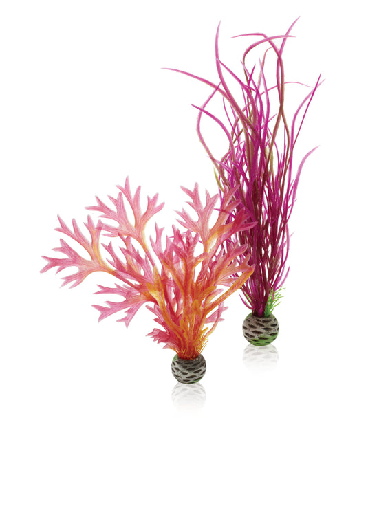 BiOrb Kit Piante M Rosso e Rosa