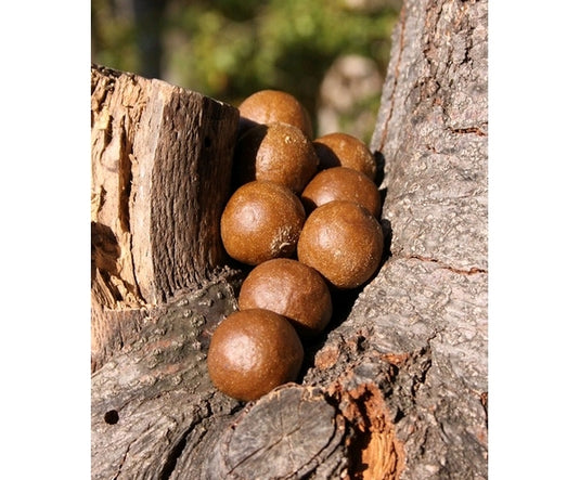 IB Carptrack Powder - Estratto in Polvere Attrattivo per Carpfishing
