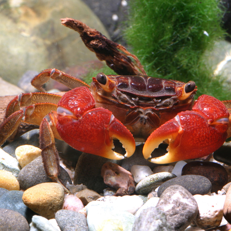 Carica immagine in Galleria Viewer, JBL ProNovo Crabs Wafer M - Mangime per Crostacei e Gamberetti
