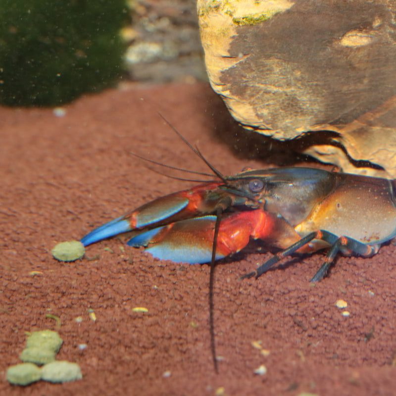 Carica immagine in Galleria Viewer, JBL ProNovo Crabs Wafer M - Mangime per Crostacei e Gamberetti
