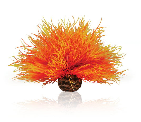 BiOrb Nénuphar de feu Décoration pour aquarium