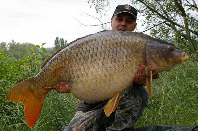 Laden Sie das Bild in Galerie -Viewer, Ib Carptrack Monster/Liver Boilie

