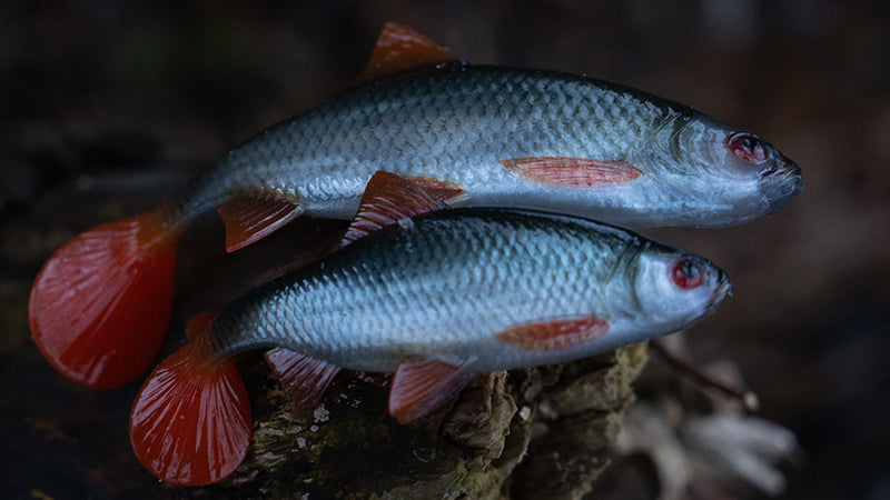 Carica immagine in Galleria Viewer, Fox Rage Ultra Realistic Replicant Roach 14cm
